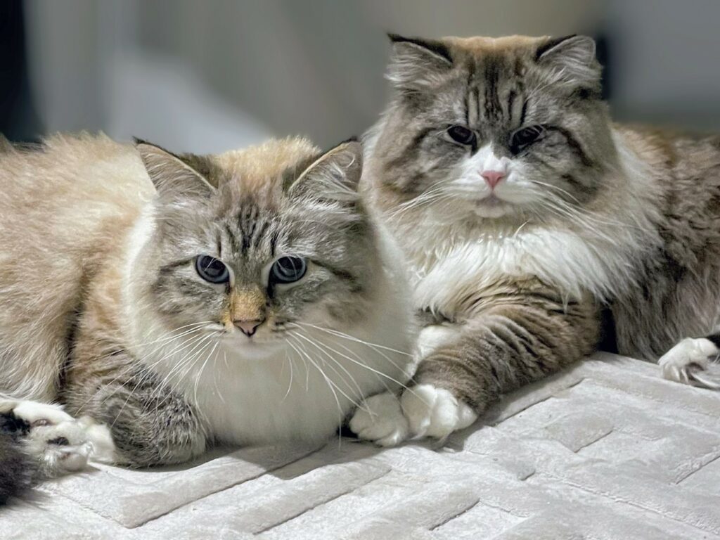 Minoes og Milo venter kattunger
